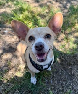 Lulu, ADOPTABLE, Adult Female Chihuahua.