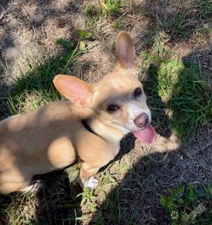 Enlarge Lulu, a ADOPTABLE Chihuahua in Winter Haven, FL image 2/2