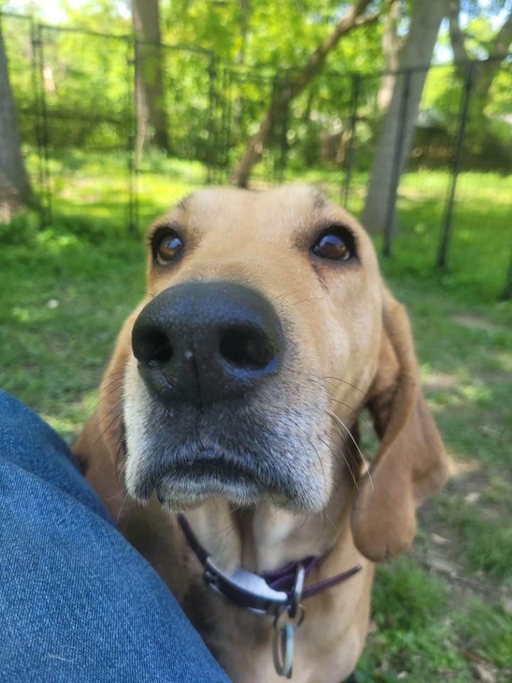 Enlarge Margo, a Adoptable mixed breed in Indianapolis , IN image 5/5