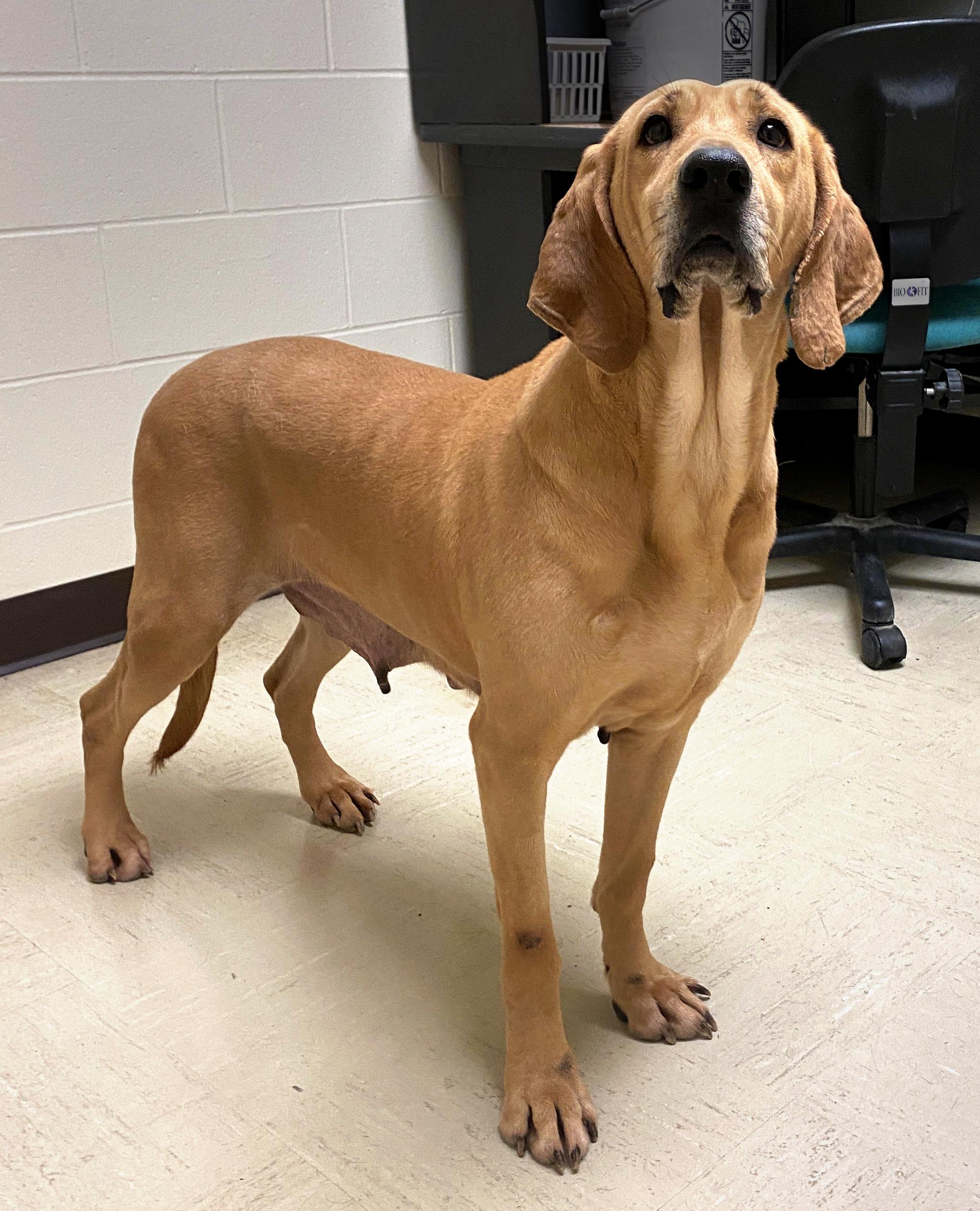 Enlarge Margo, a Adoptable mixed breed in Indianapolis , IN image 4/5
