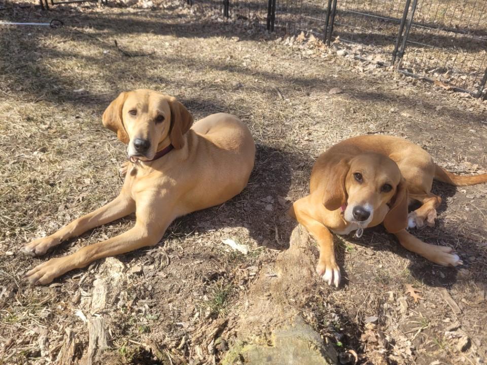 Margo, Adoptable, Adult Female Coonhound.