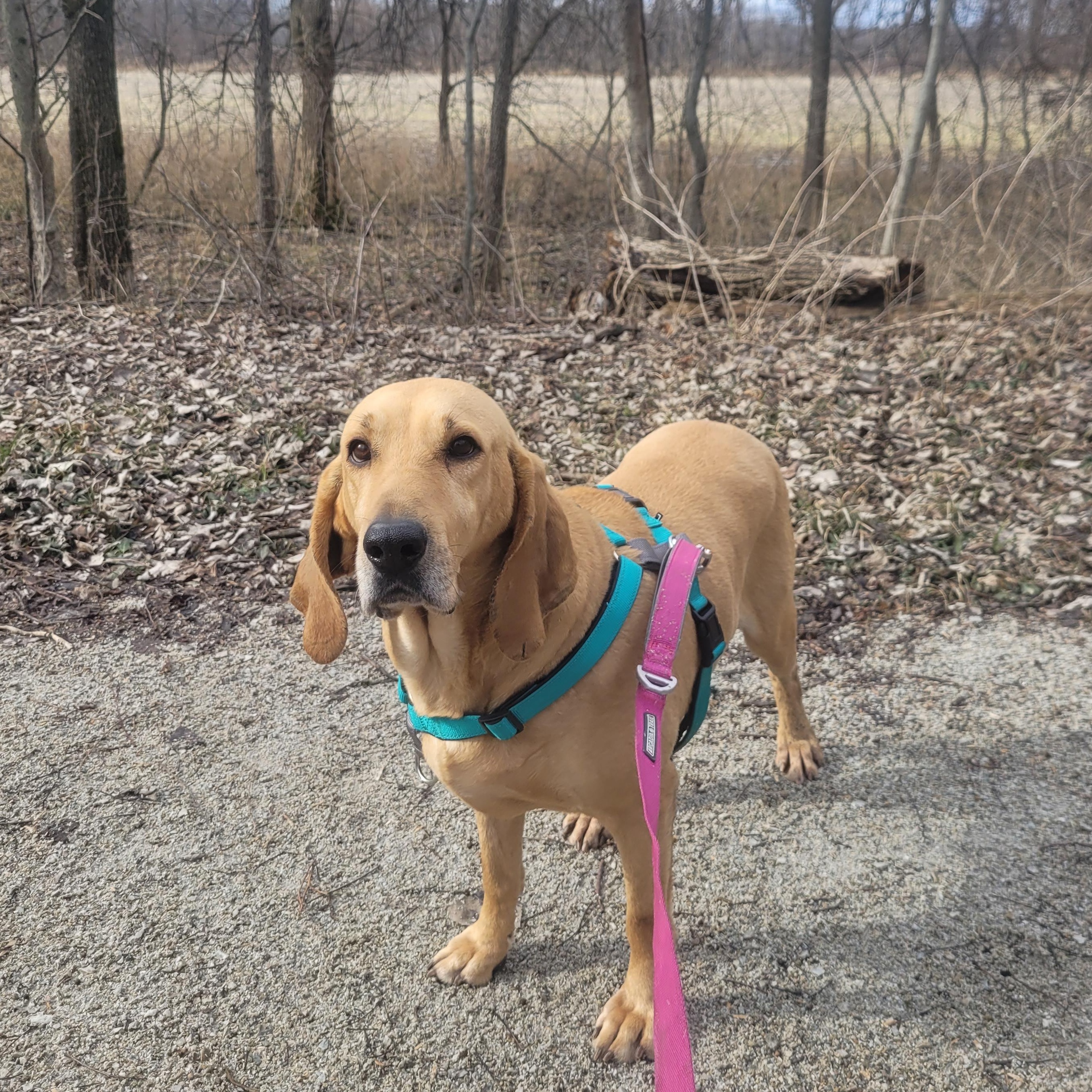Enlarge Margo, a Adoptable mixed breed in Indianapolis , IN image 3/5