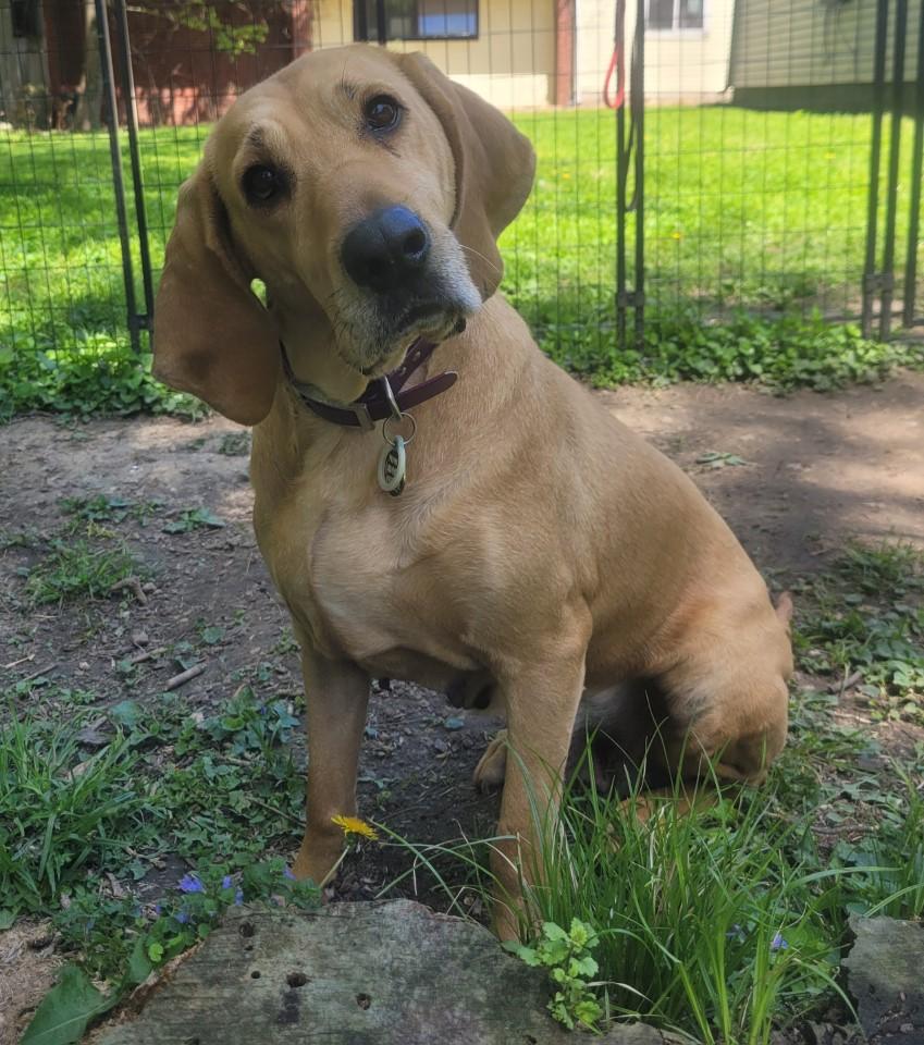 Margo, Adult Female Coonhound