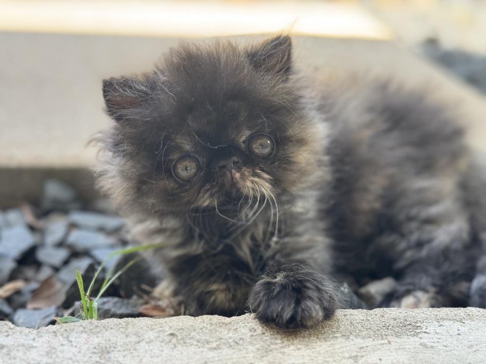Whoopi (CL-A), Adoptable, Kitten Female Persian.