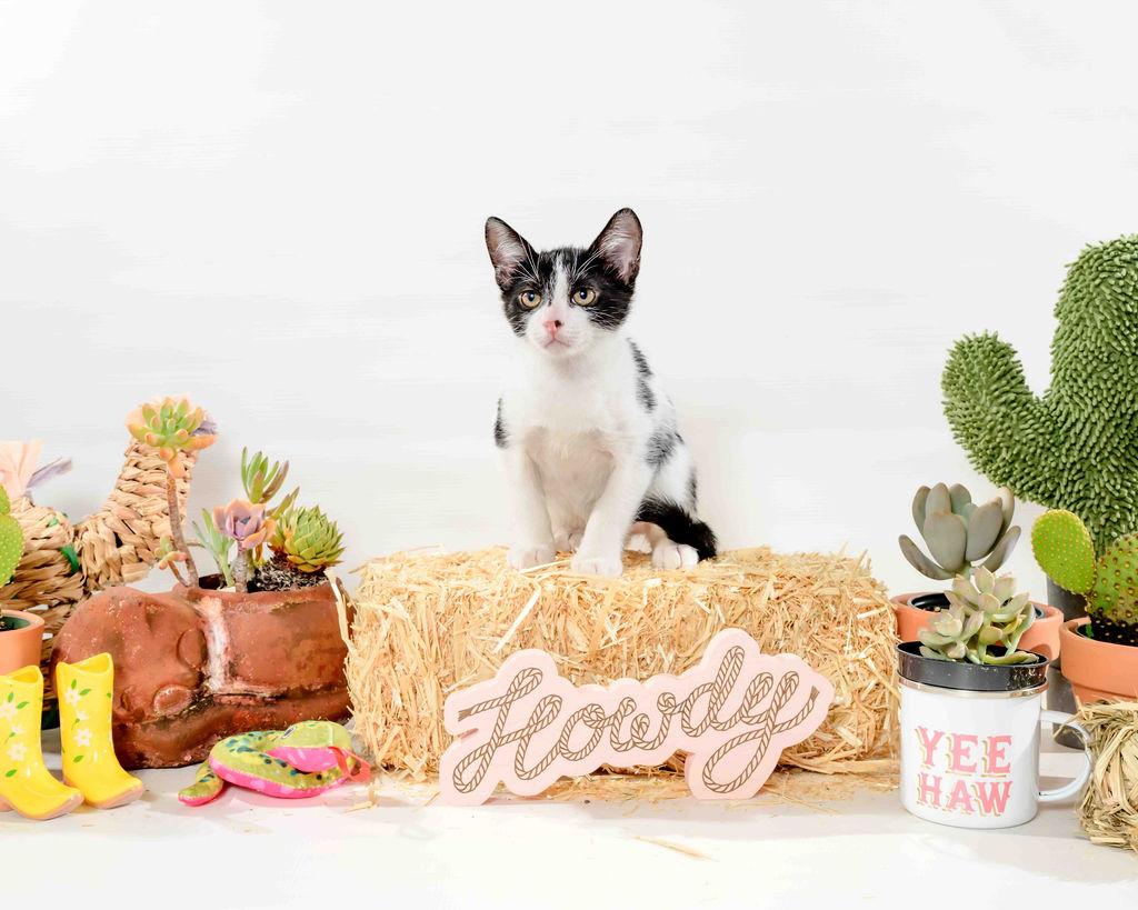 Houdini, a Adoptable Domestic Short Hair in Jefferson, LA image 3/5