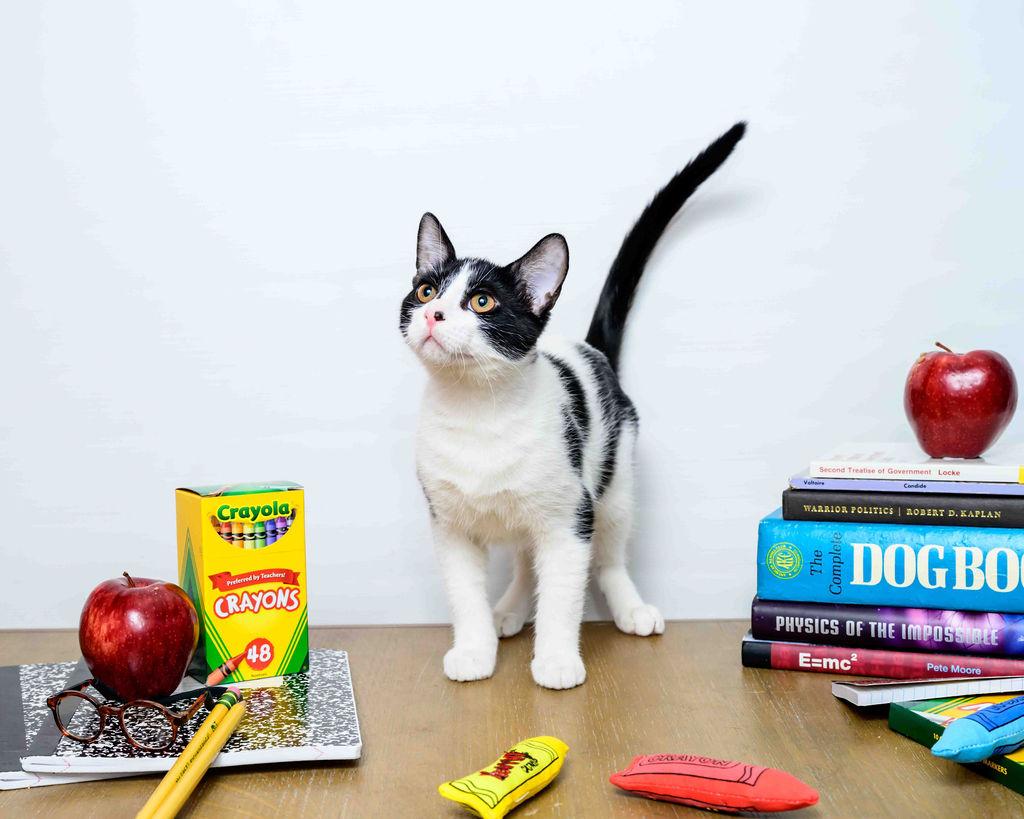 Houdini, a Adoptable Domestic Short Hair in Jefferson, LA image 2/5