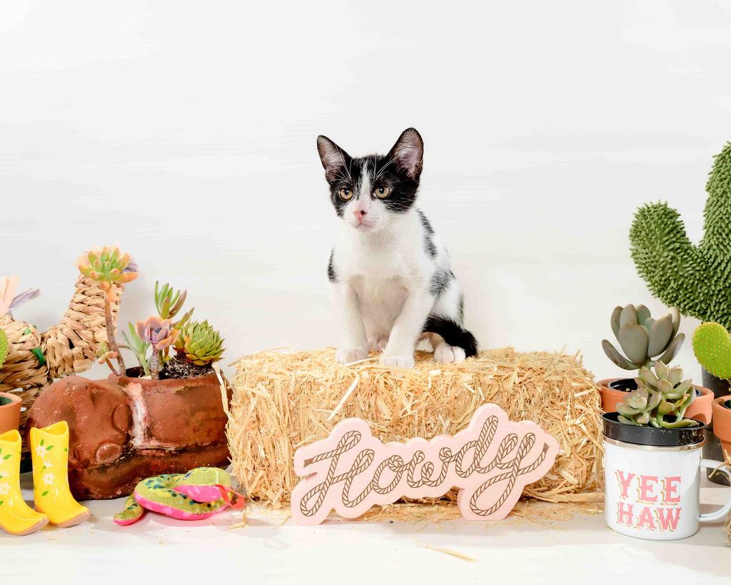 Houdini, a Adoptable Domestic Short Hair in Jefferson, LA image 4/5