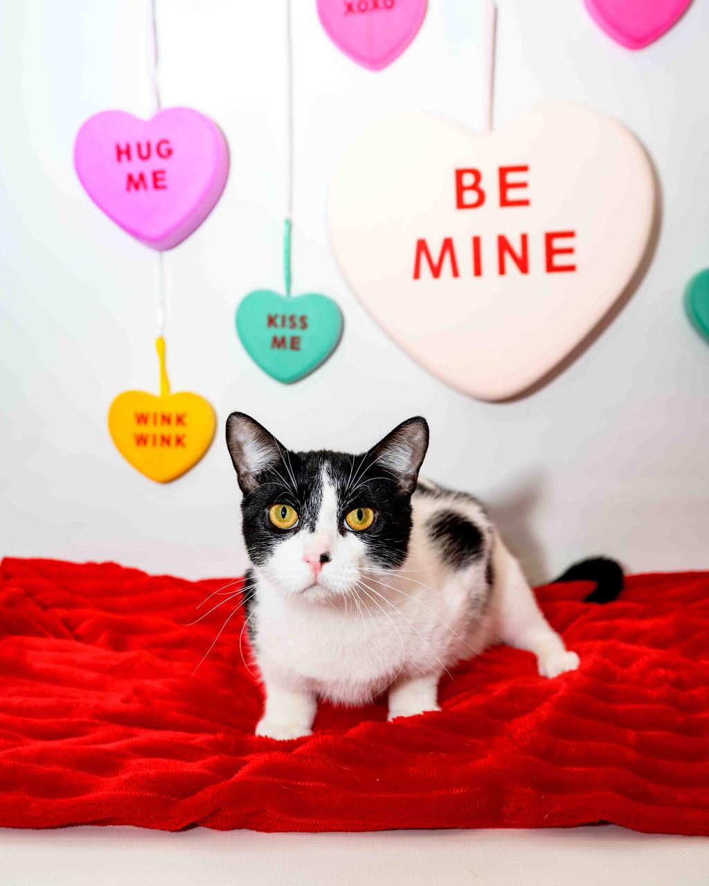 Houdini, Adoptable, Young Male Domestic Short Hair.