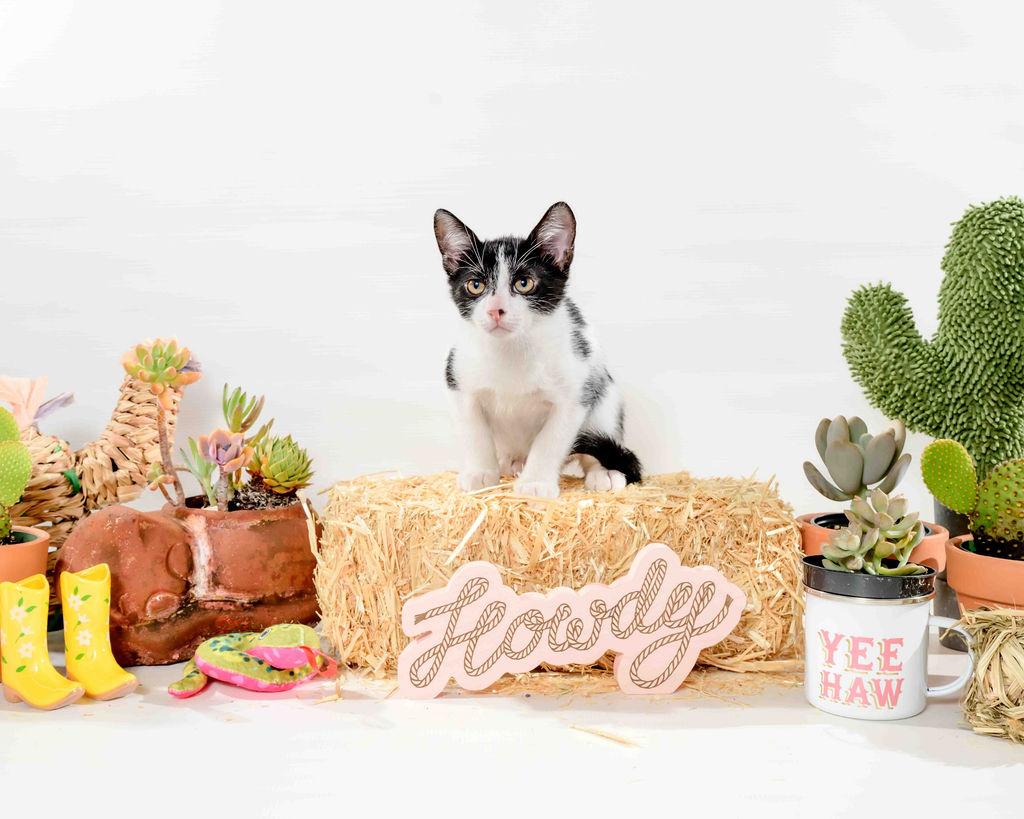 Houdini, a Adoptable Domestic Short Hair in Jefferson, LA image 5/5