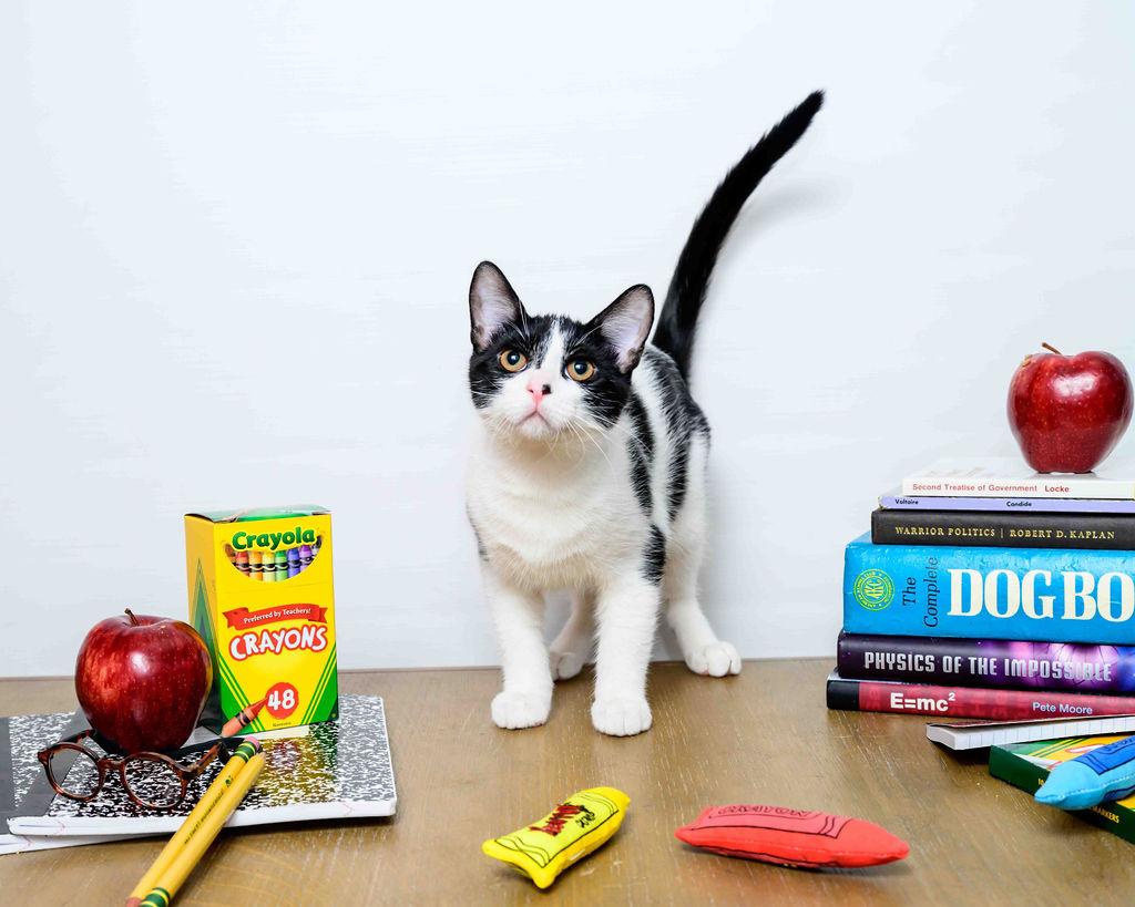 Houdini, a Adoptable Domestic Short Hair in Jefferson, LA image 1/5