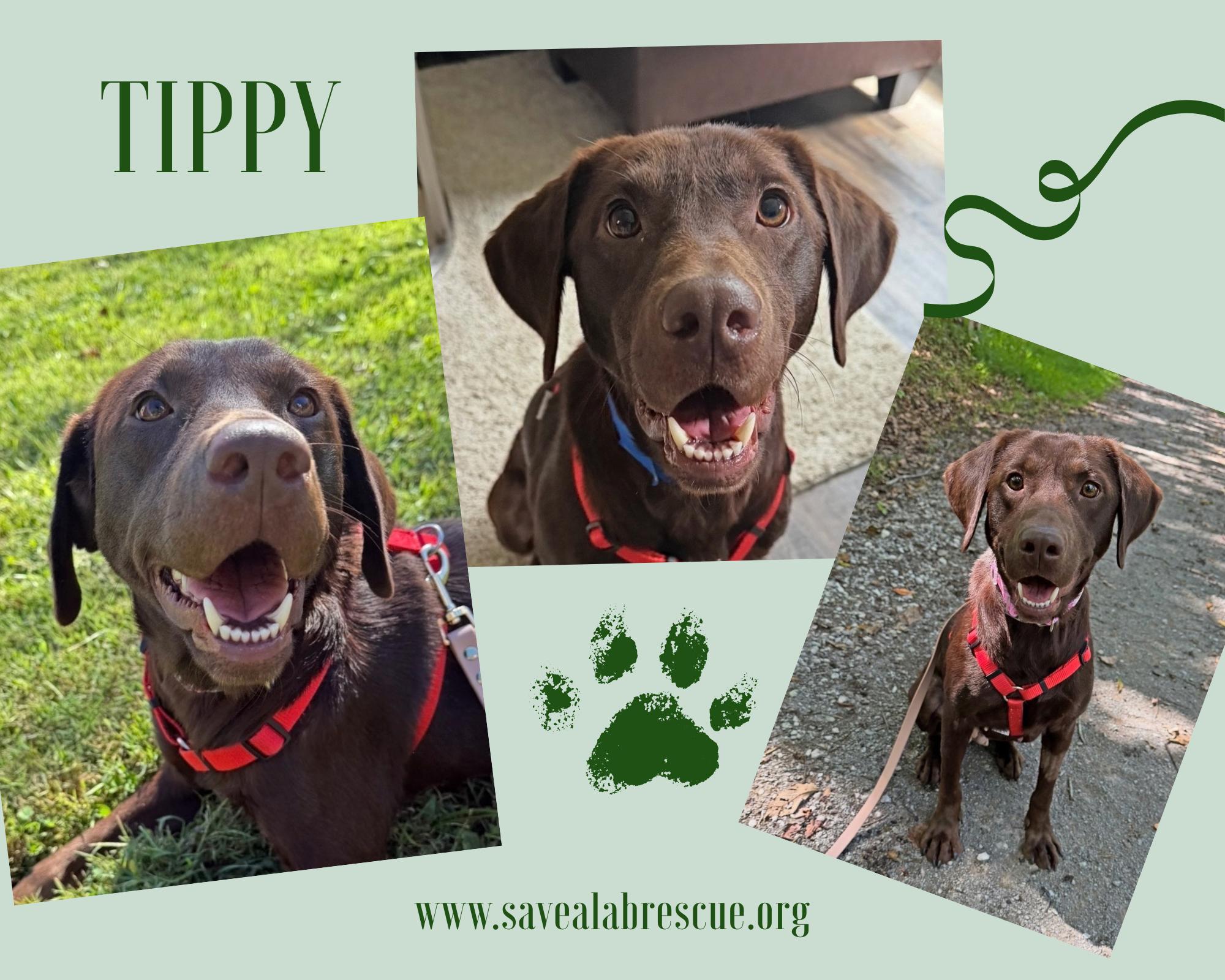 Enlarge Tippy, a Adoptable mixed breed in Middletown, RI image 1/1