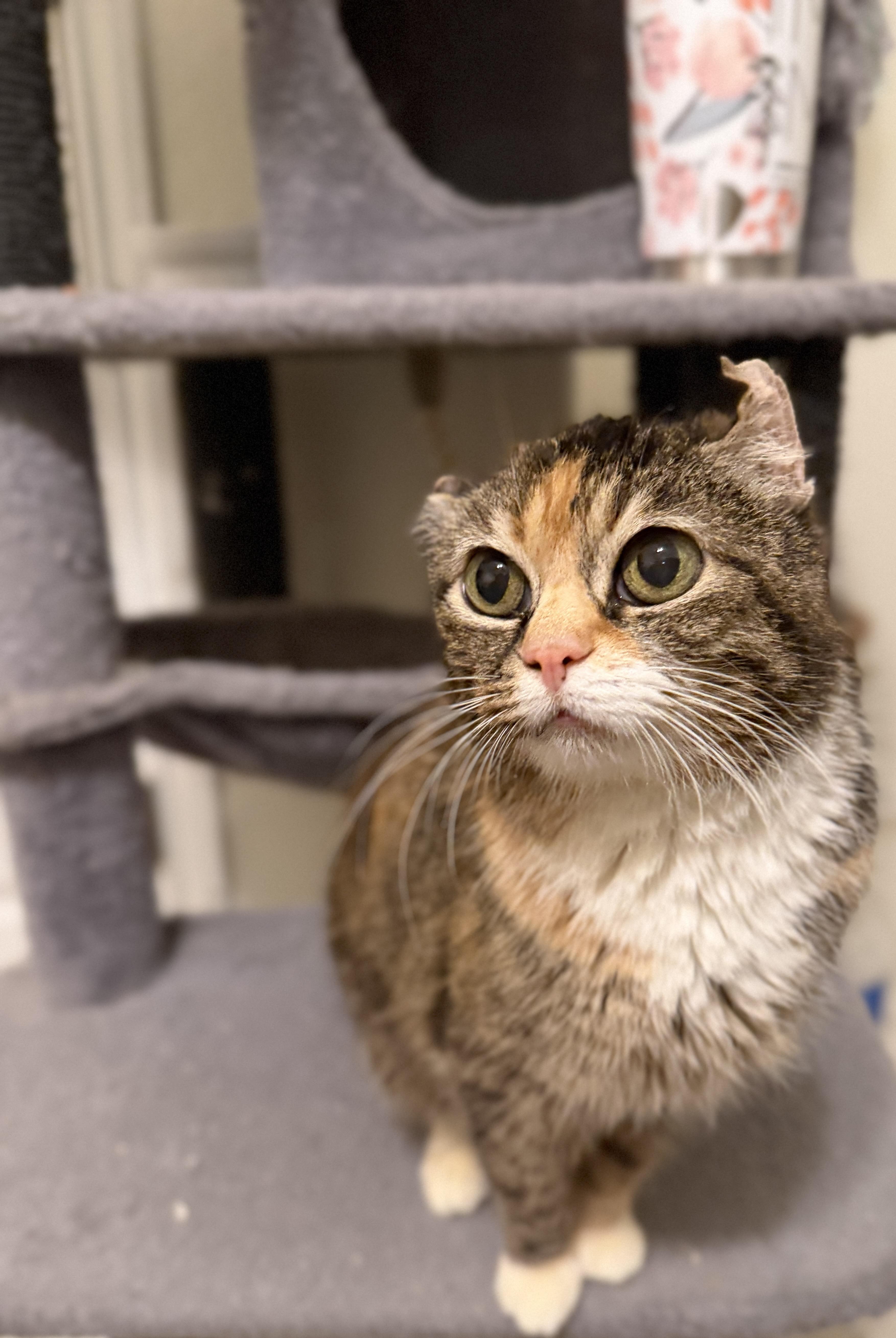Bebe, ADOPTABLE, Senior Female American Shorthair & Domestic Short Hair.
