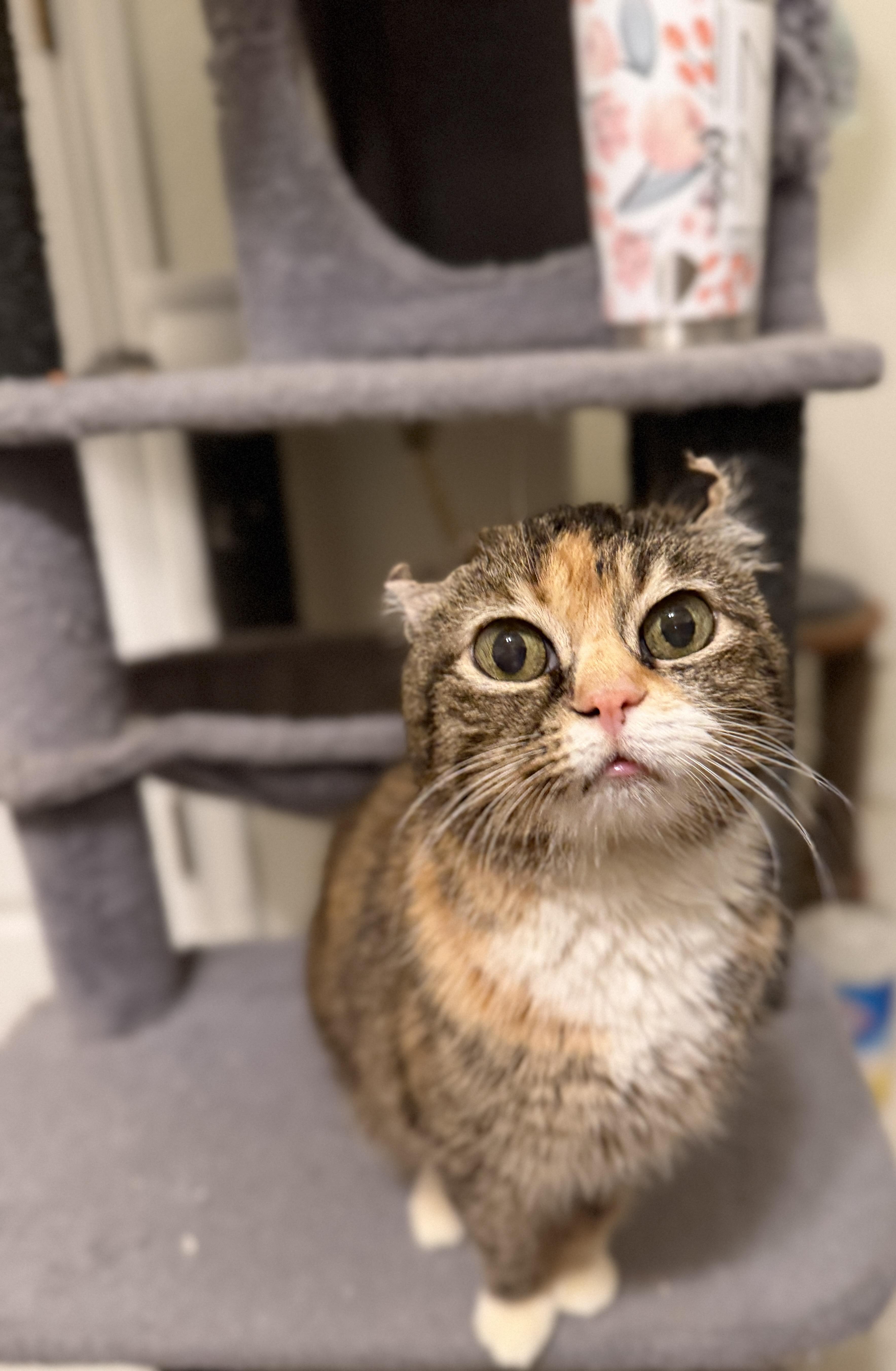 Enlarge Bebe, a ADOPTABLE mixed breed in Schertz, TX image 2/2