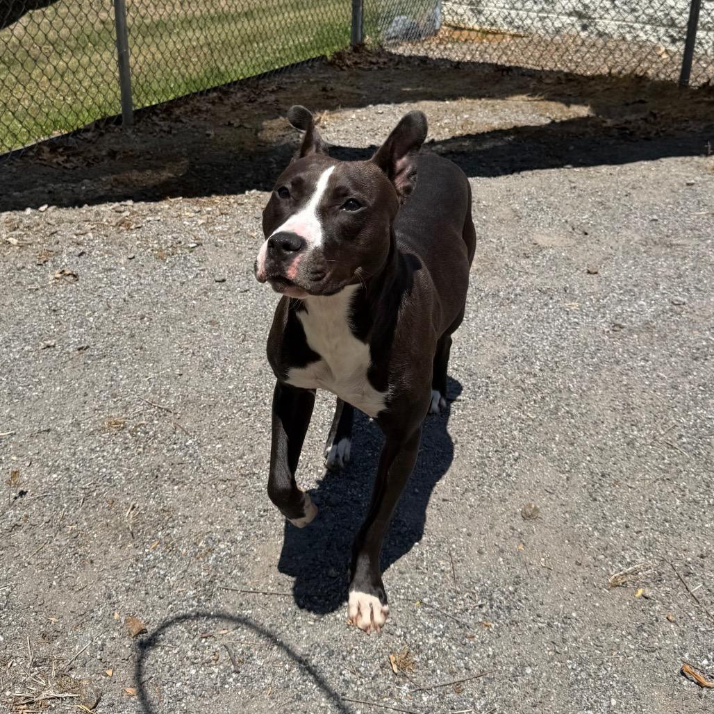 Basil, Adoptable, Young Female Pit Bull Terrier & Mixed Breed.