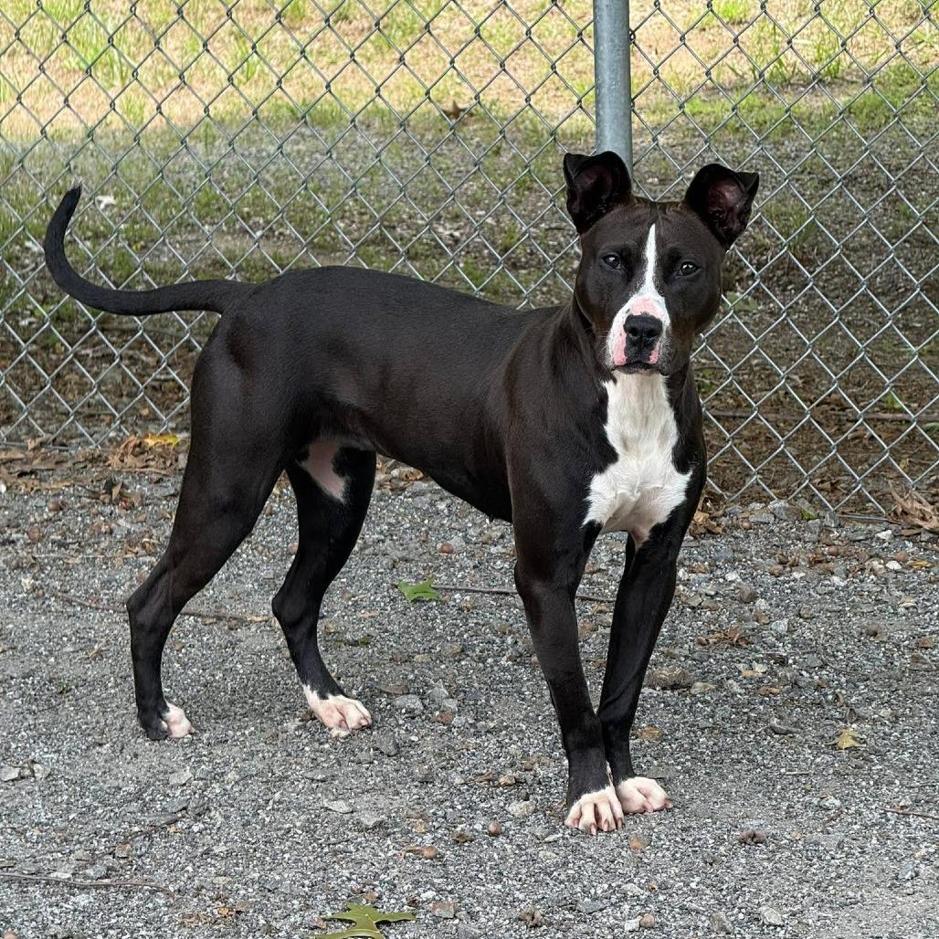 Basil, a Adoptable mixed breed in Martinsville, VA image 2/6