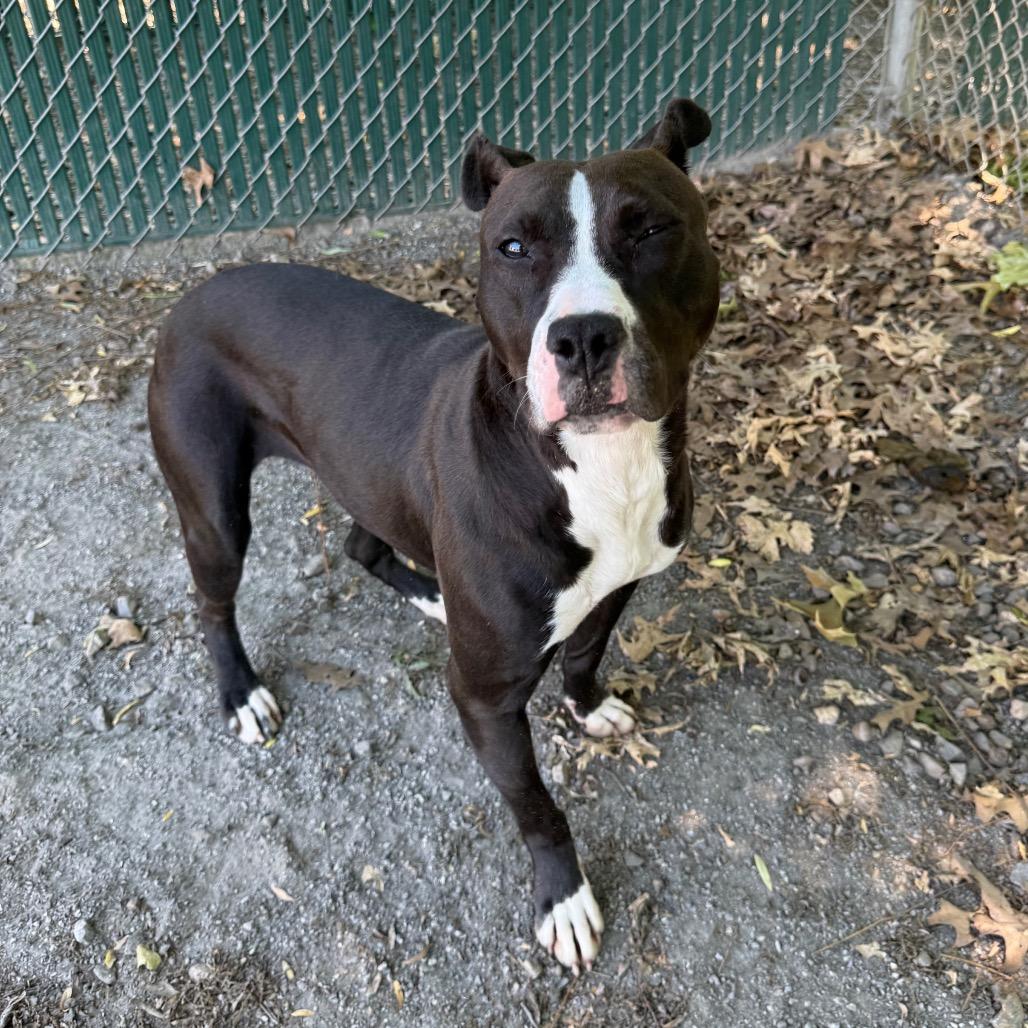 Basil, a Adoptable mixed breed in Martinsville, VA image 3/6