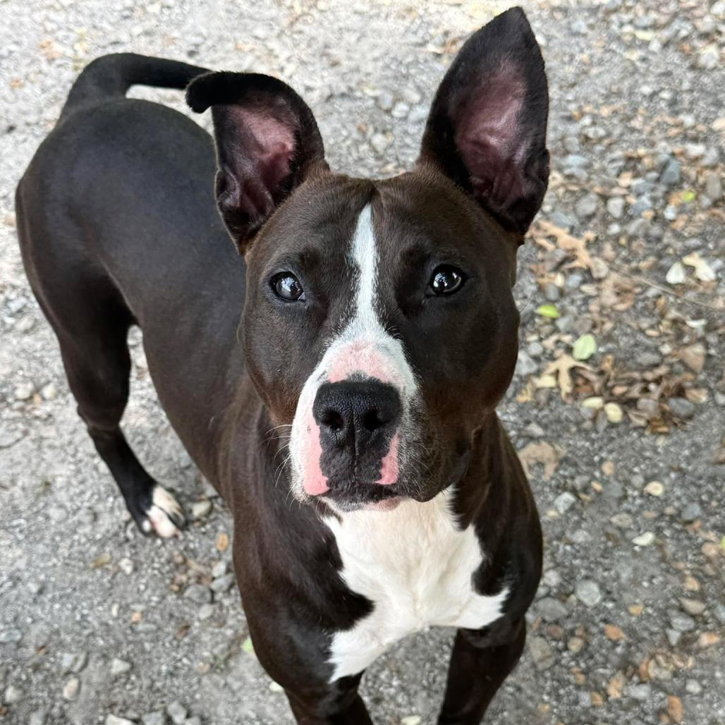 Basil, a Adoptable mixed breed in Martinsville, VA image 4/6