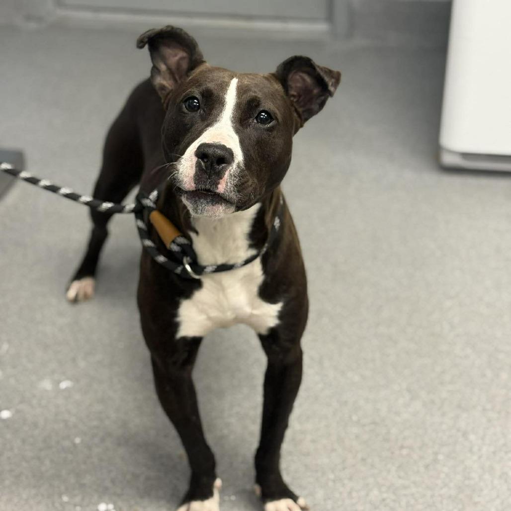 Basil, a Adoptable mixed breed in Martinsville, VA image 5/6