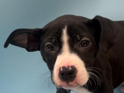 Lizzy, Adoptable, Puppy Female Cattle Dog & Mixed Breed.