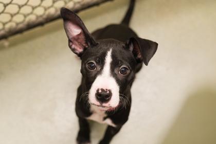 Enlarge Lizzy, a Adoptable mixed breed in Woodbury, MN image 3/3