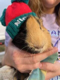 Enlarge Carl, a Adoptable Guinea Pig in Aurora, IL image 1/3