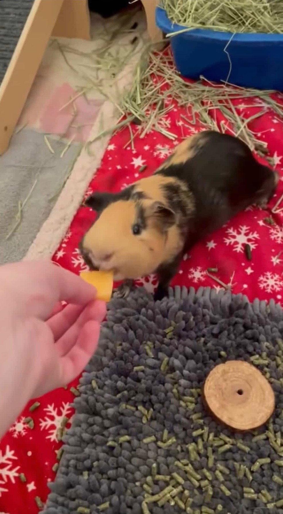 Enlarge Carl, a Adoptable Guinea Pig in Aurora, IL image 2/3