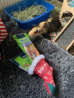 Enlarge Carl, a Adoptable Guinea Pig in Aurora, IL image 3/3