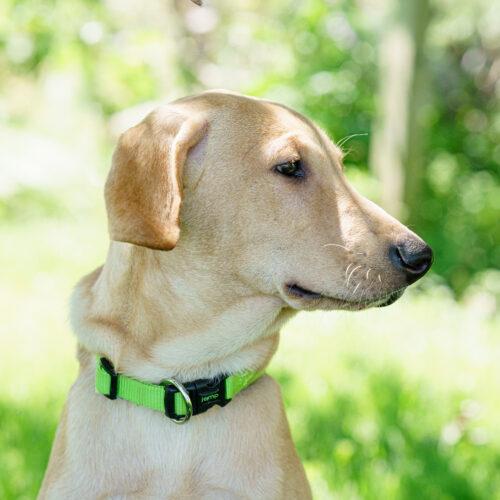 Pickle Pete, Adoptable, Young Male Yellow Labrador Retriever & Hound.