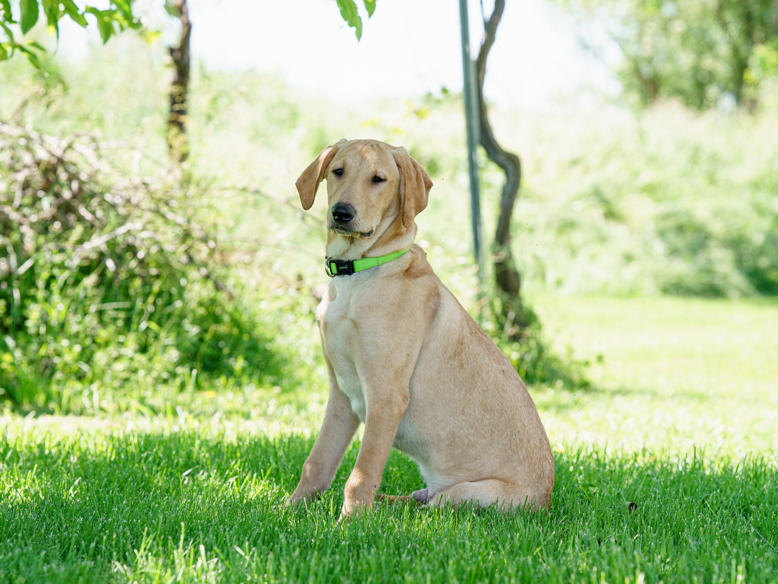 Pickle Pete, a Adoptable mixed breed in Duart, ON image 2/4