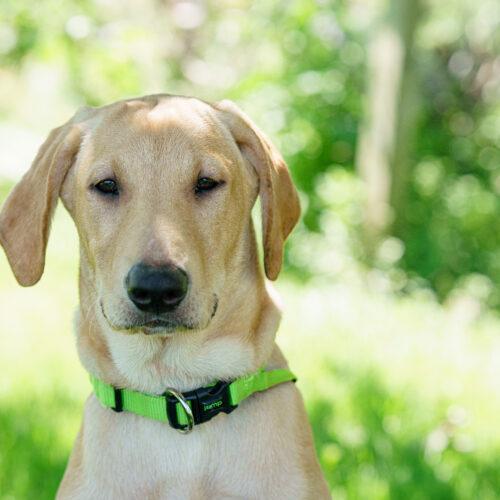 Pickle Pete, Adoptable, Young Male Yellow Labrador Retriever & Hound.