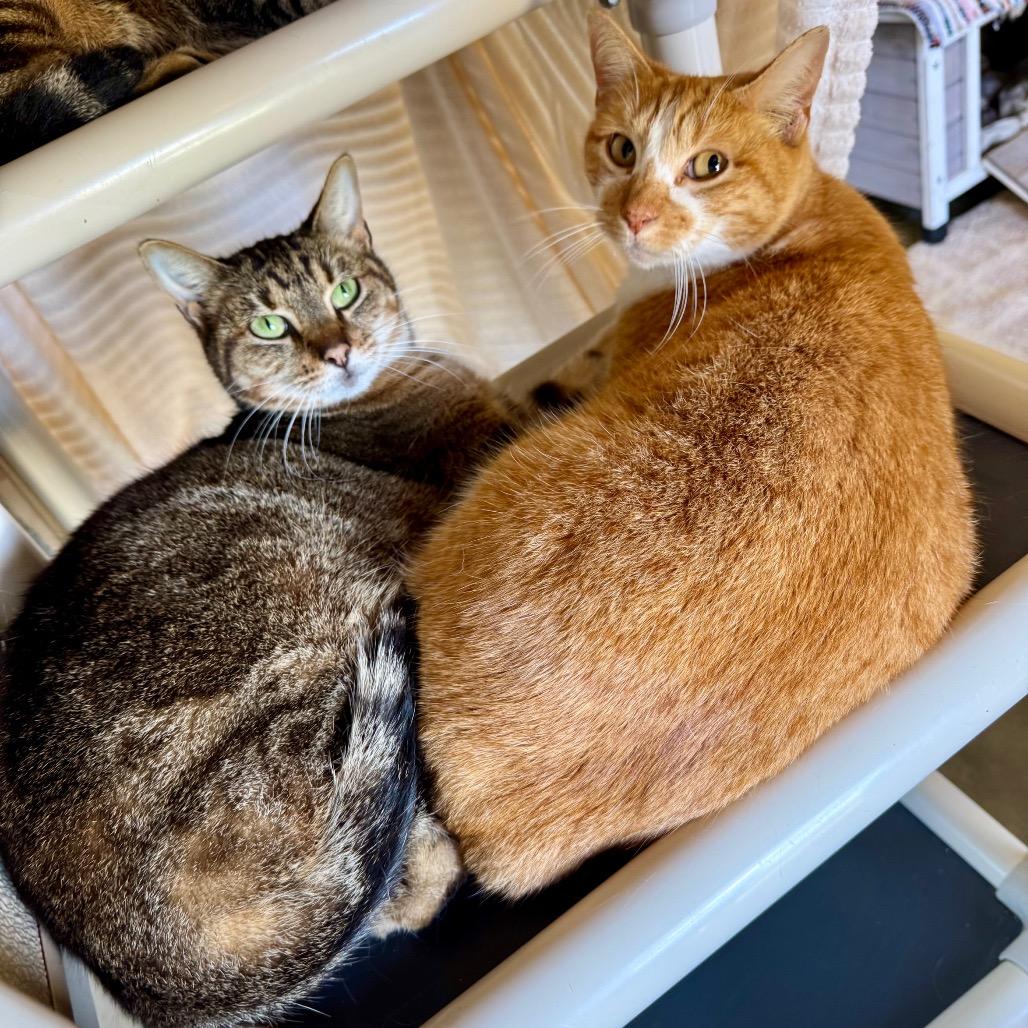 Carrot Cake, Adoptable, Adult Female Domestic Short Hair.