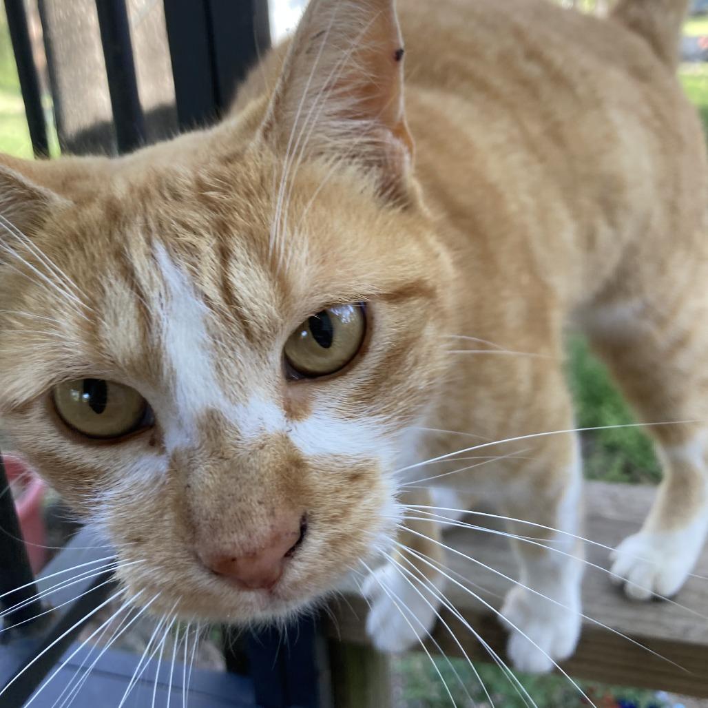 Enlarge Carrot Cake, a Adoptable Domestic Short Hair in Fredericksburg, TX image 2/6