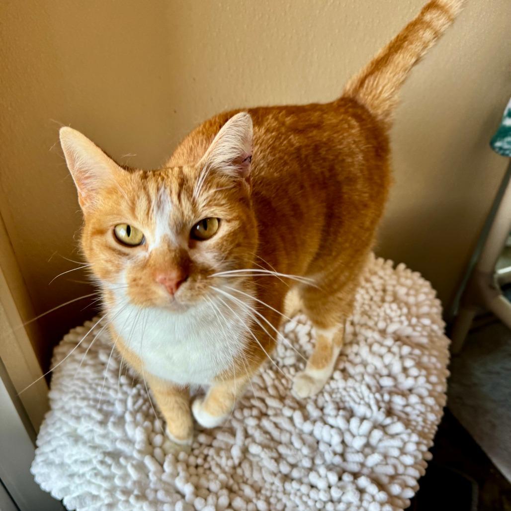 Enlarge Carrot Cake, a Adoptable Domestic Short Hair in Fredericksburg, TX image 3/6