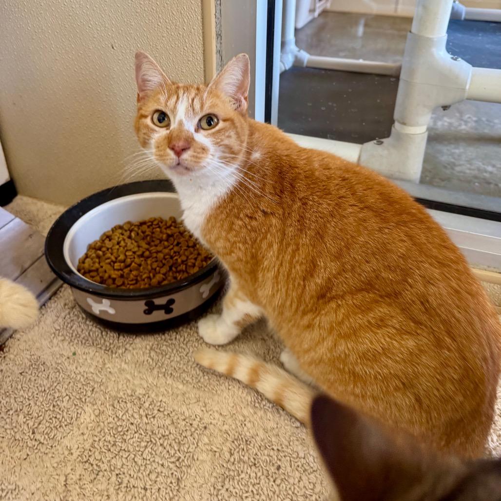 Enlarge Carrot Cake, a Adoptable Domestic Short Hair in Fredericksburg, TX image 4/6