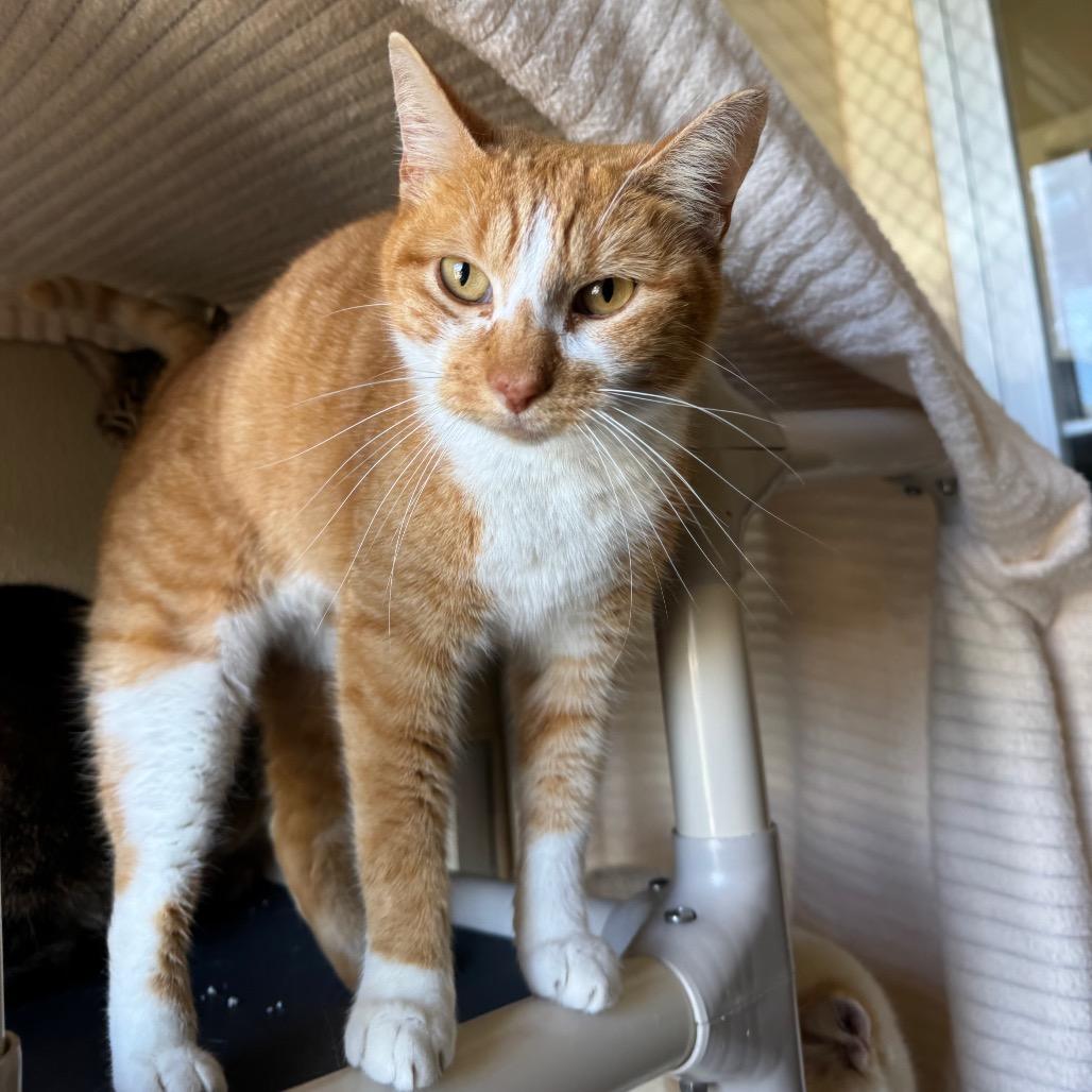Enlarge Carrot Cake, a Adoptable Domestic Short Hair in Fredericksburg, TX image 5/6