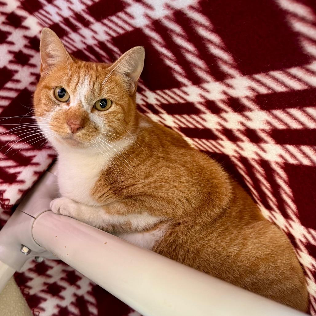 Enlarge Carrot Cake, a Adoptable Domestic Short Hair in Fredericksburg, TX image 6/6