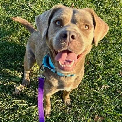 Sterling thumbnail 4