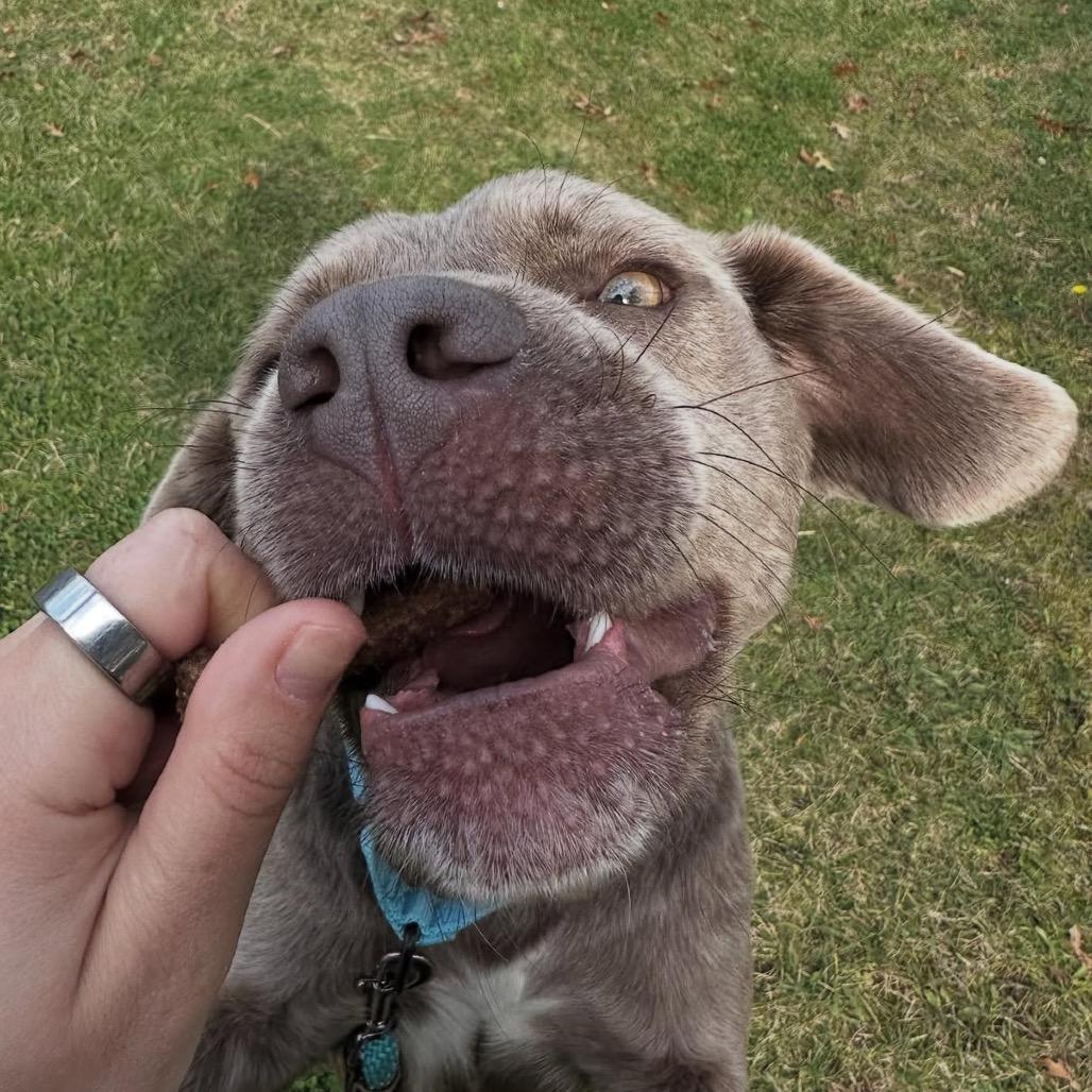 Sterling thumbnail 5