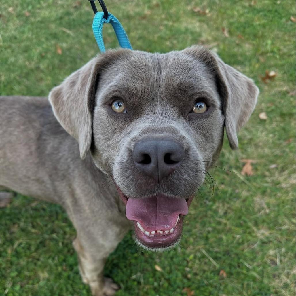 Sterling thumbnail 6