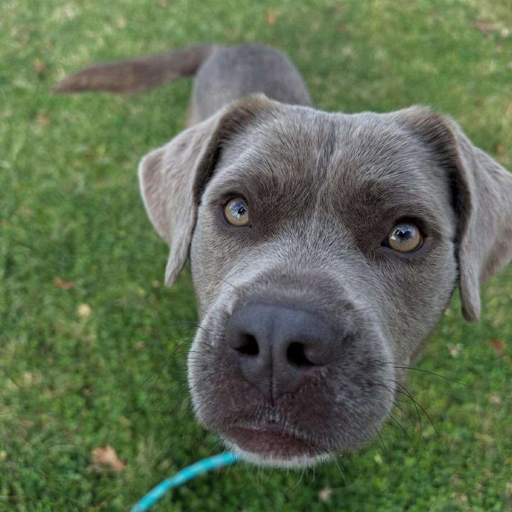 Sterling thumbnail 7