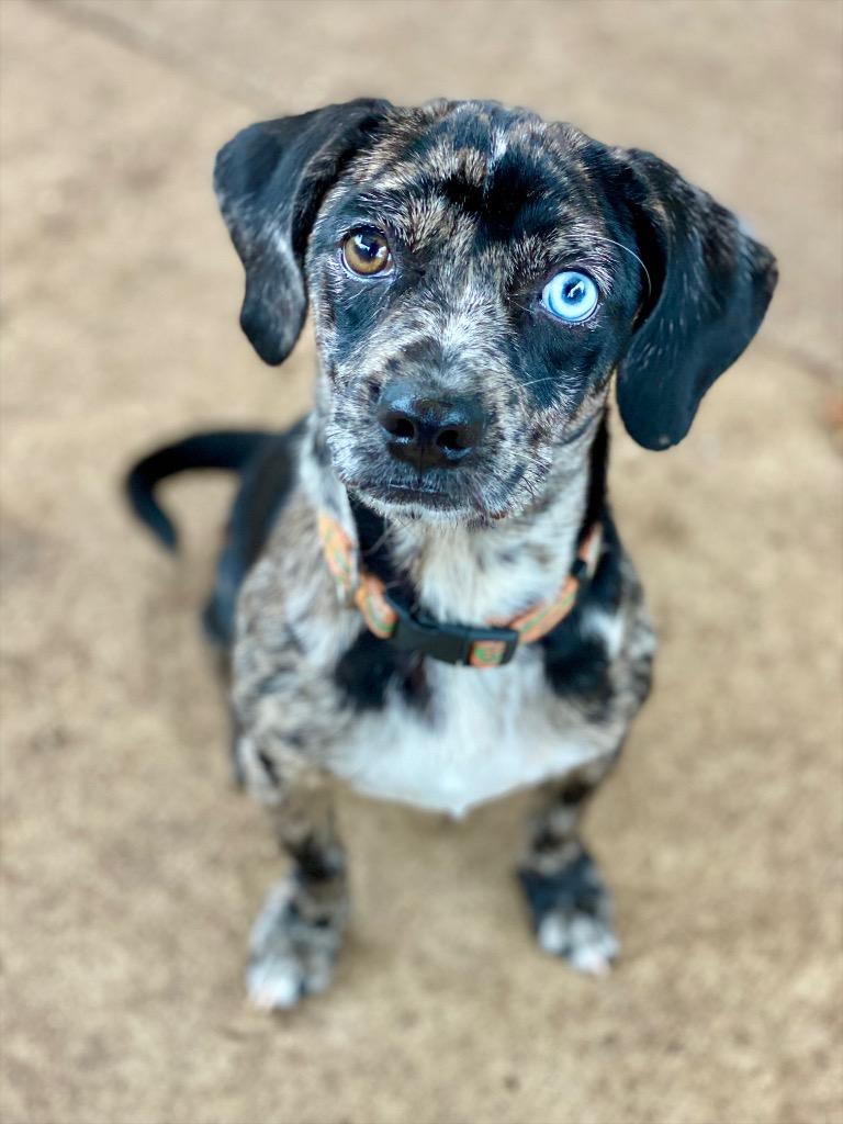 Gizmo, Adoptable, Puppy Male Beagle & Mixed Breed.