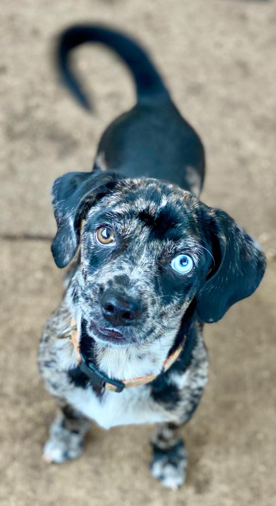 Enlarge Gizmo, a Adoptable mixed breed in Urbandale, IA image 2/3