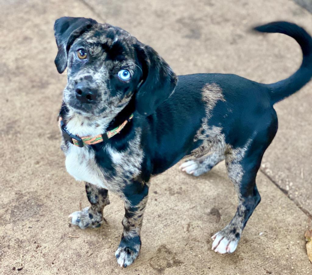 Enlarge Gizmo, a Adoptable mixed breed in Urbandale, IA image 3/3