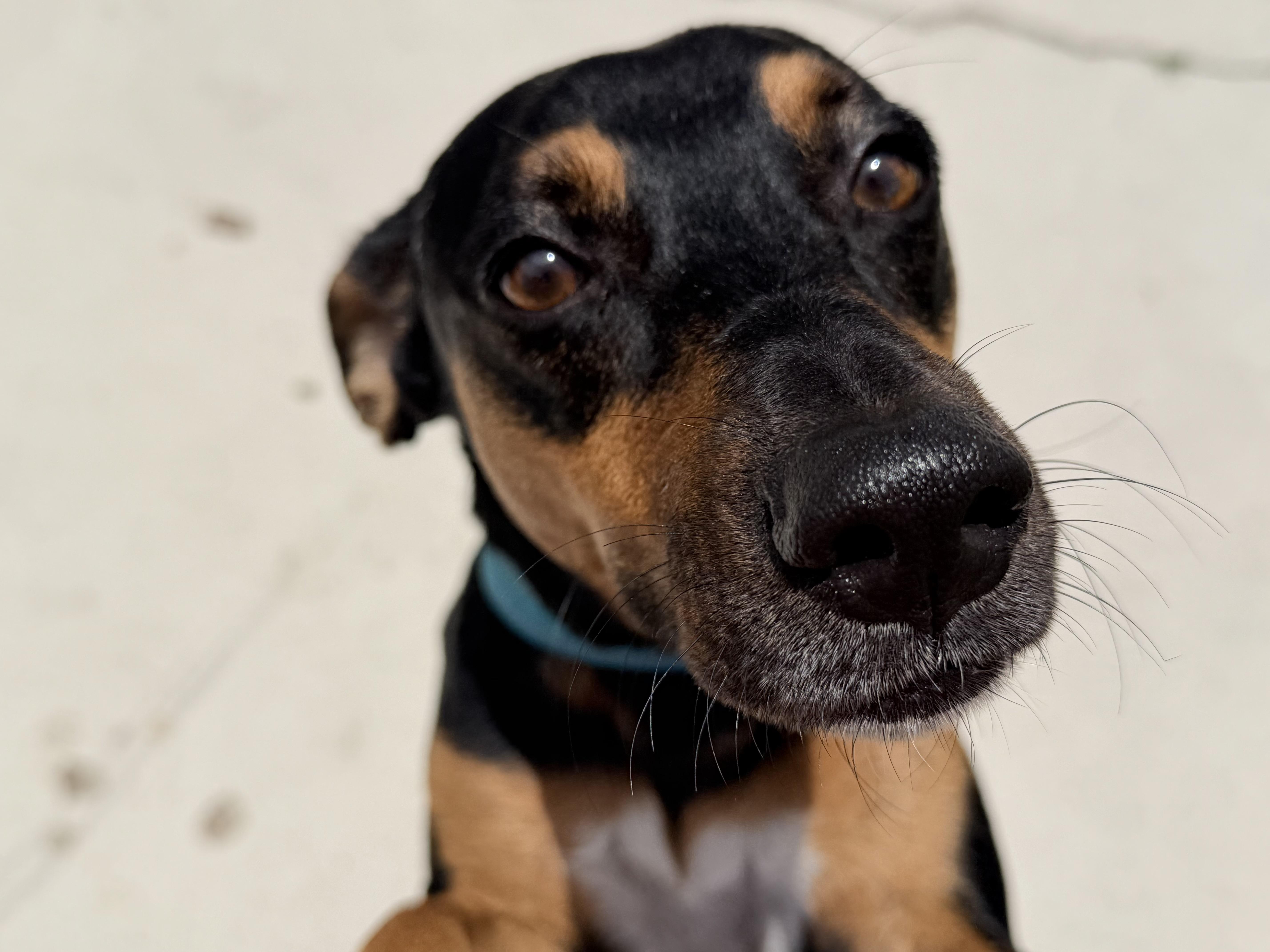 Cici, an adopted German Pinscher in Palm springs, FL image 2/2