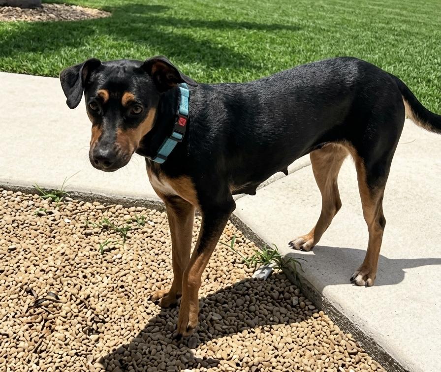 Cici, an adopted German Pinscher in Palm springs, FL image 1/2