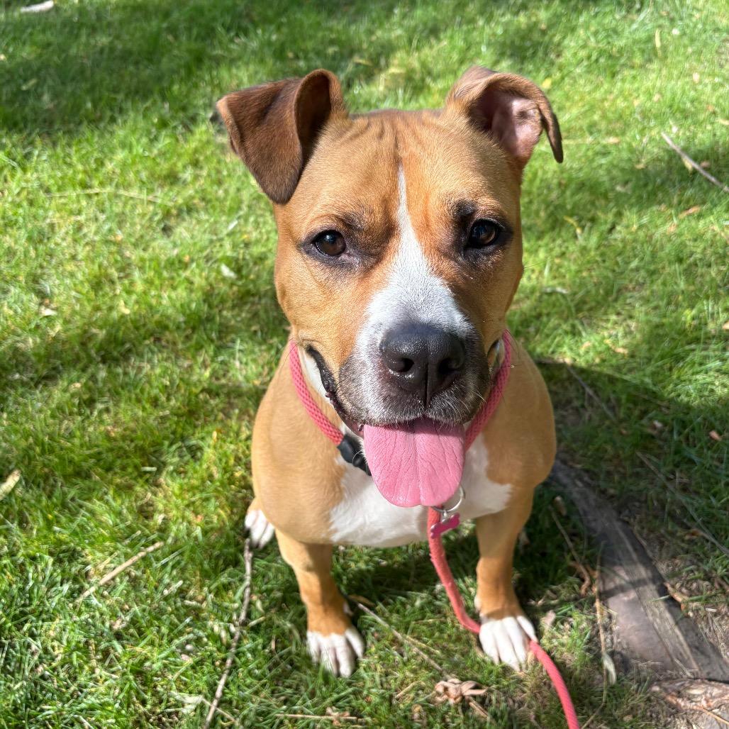 Luna, Adoptable, Adult Female Mixed Breed.