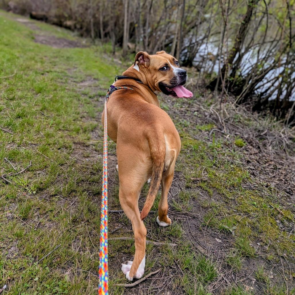 Luna, a Adoptable Mixed Breed in Grand Rapids, MI image 2/6