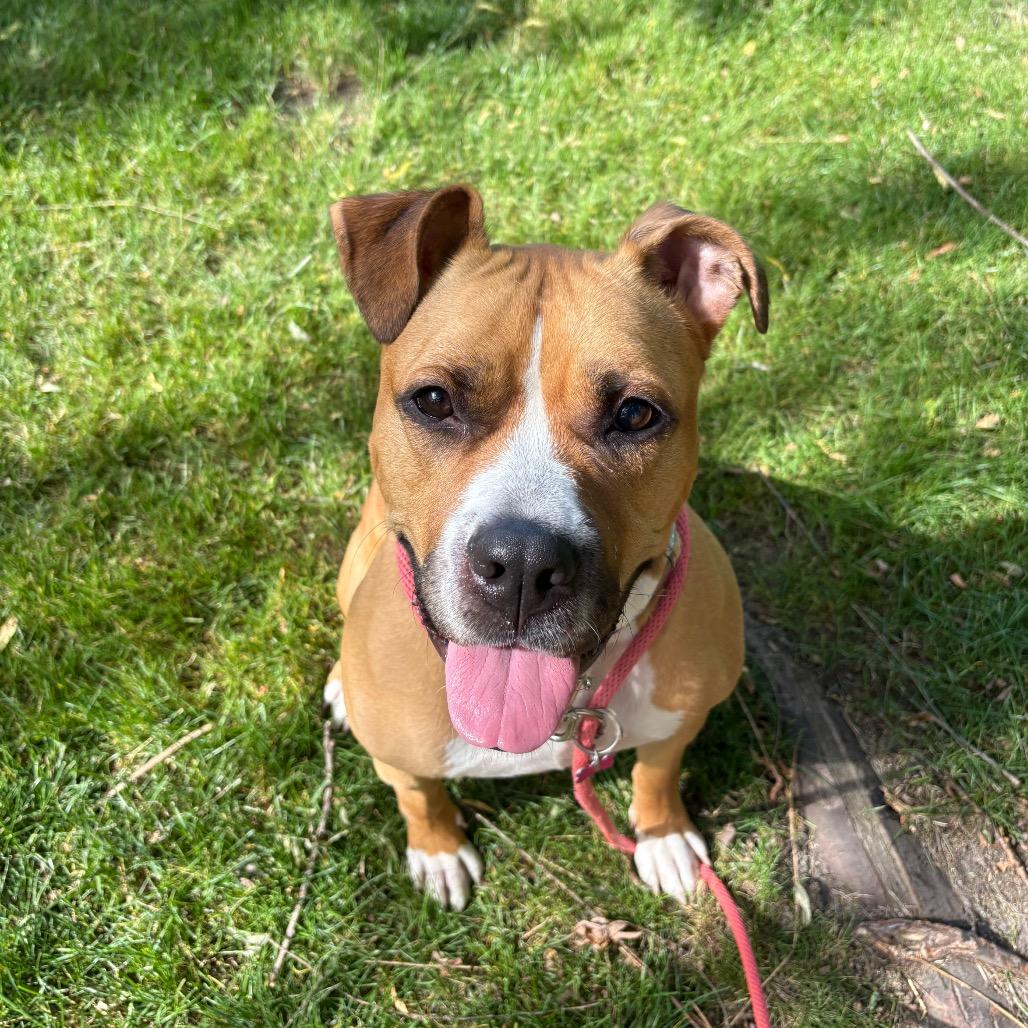 Luna, a Adoptable Mixed Breed in Grand Rapids, MI image 3/6