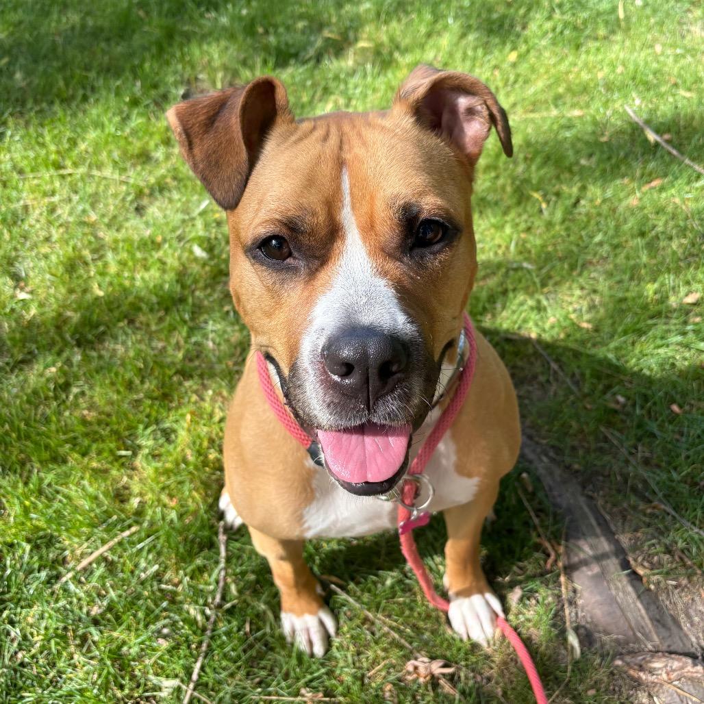 Luna, a Adoptable Mixed Breed in Grand Rapids, MI image 4/6