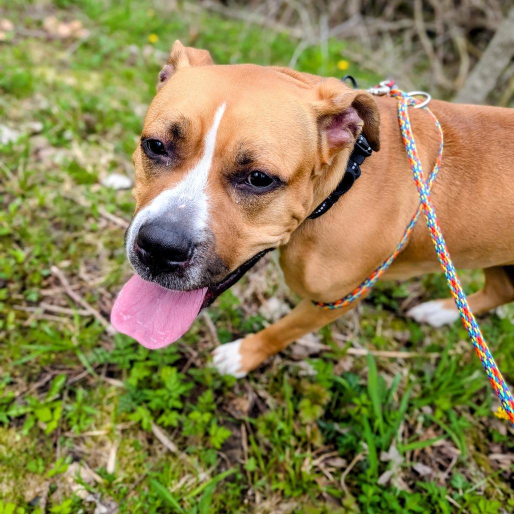 Luna, a Adoptable Mixed Breed in Grand Rapids, MI image 5/6